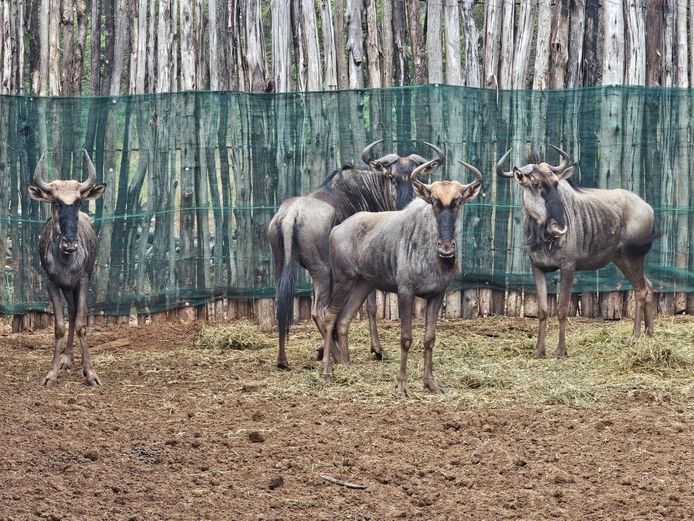 BLUE WILDEBEEST | BIRKEN VERVOER