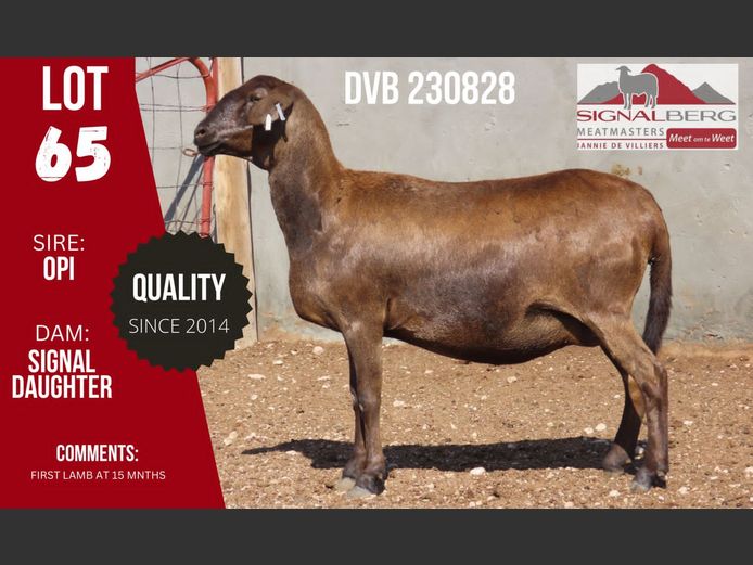 DVB 230828 | SIGNALBERG MEATMASTERS