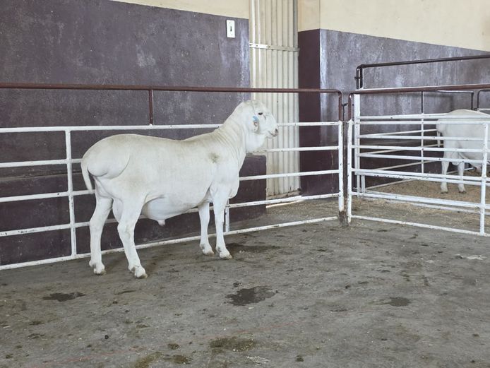 139 25 0011 | MNR. PR WIESE H/A BULBERG BDY