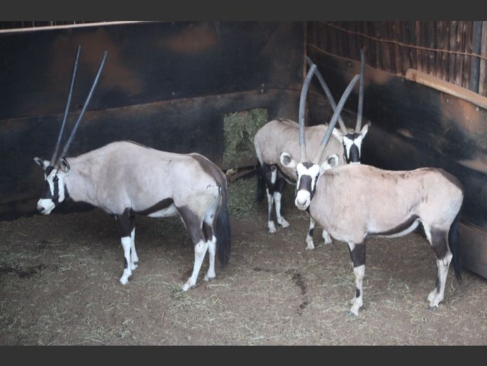 GEMSBOK