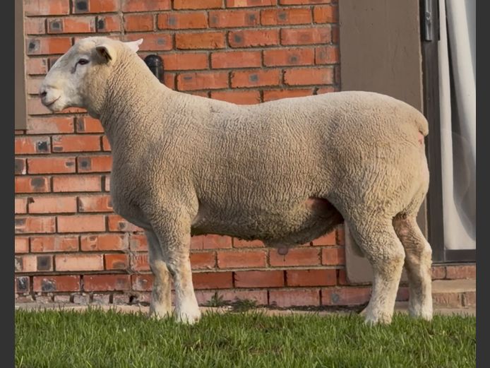 DH250140 | HEYMAN STUD FARM PTY LTD