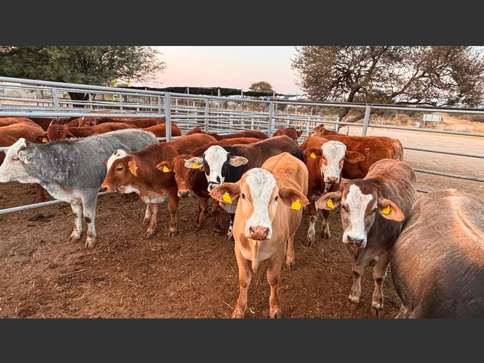 AGRA OTJIWARONGO WEANER AUCTION