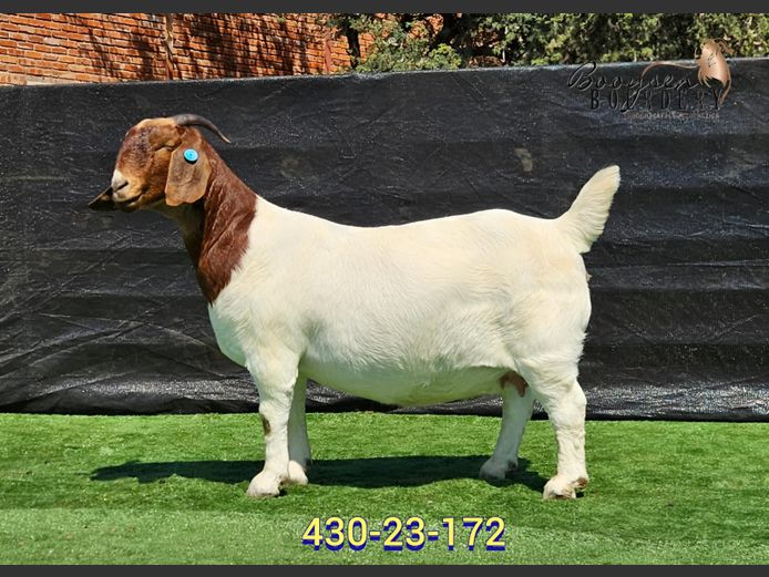 430230172 | Booysen Boerbokstoet