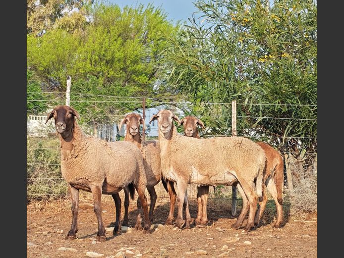 WS254122 | WILGERBOOM BOERDERY