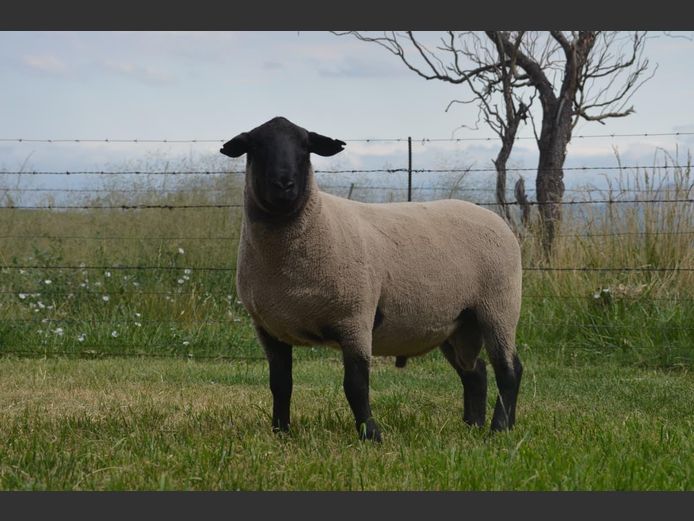 301 240356 | TWEESEUNS