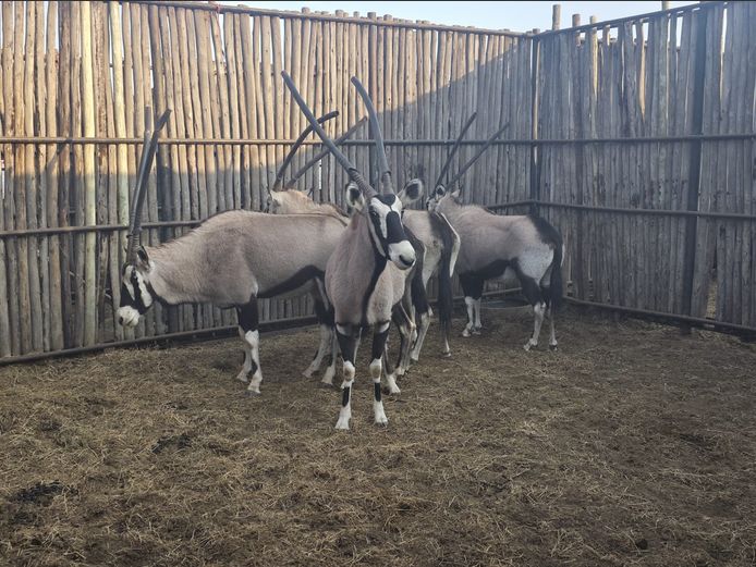 GEMSBOK | HANLEY