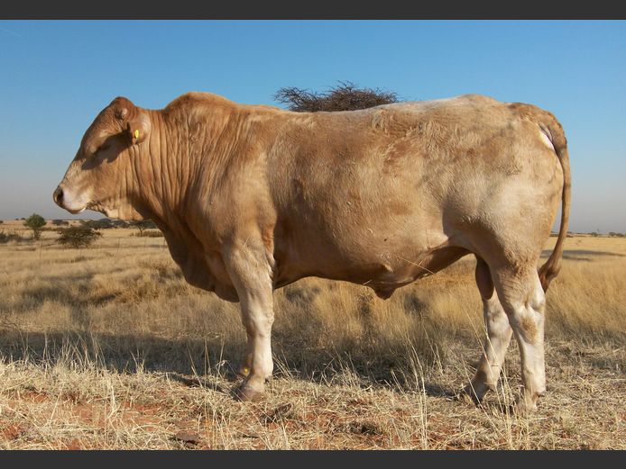 Commercial Animals 