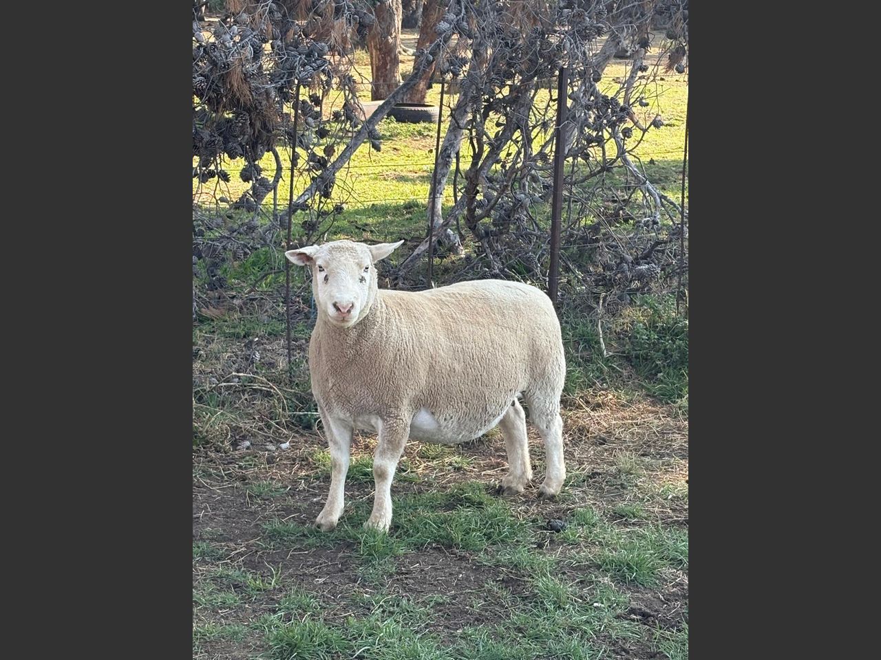 images