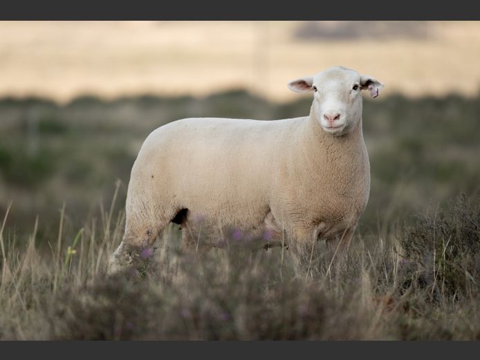 DZ250153 | 2 STEYNS BOERDERY