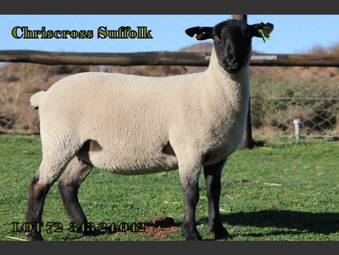 343 240042 | CHRISCROSS SUFFOLKS
