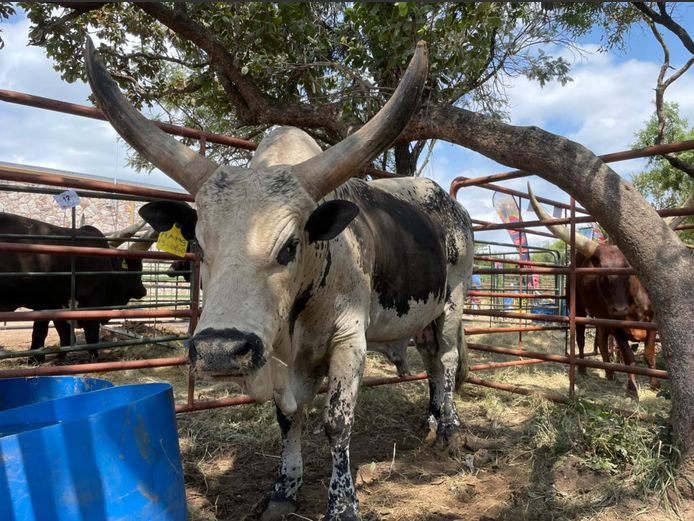 Nguni Ankole Cross