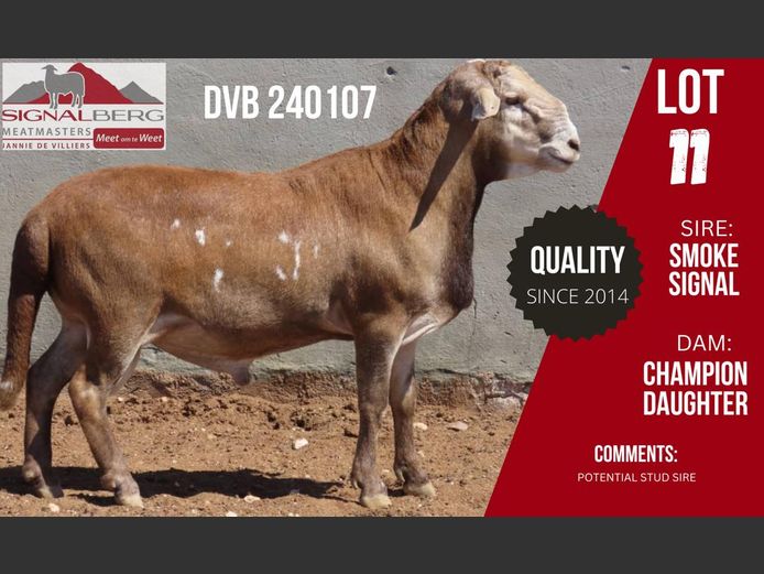 DVB 240107 | SIGNALBERG MEATMASTERS