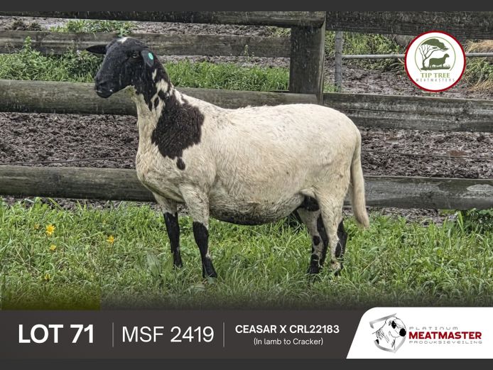 MSF2419 | Tiptree Meatmasters