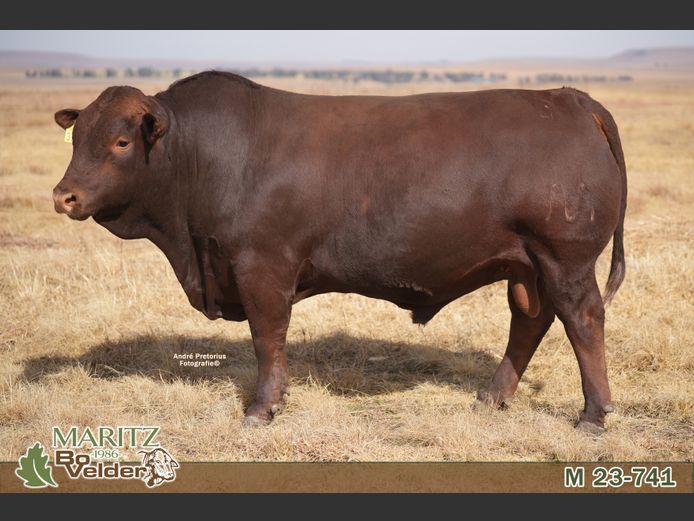M230741 | Maritz Bovelders