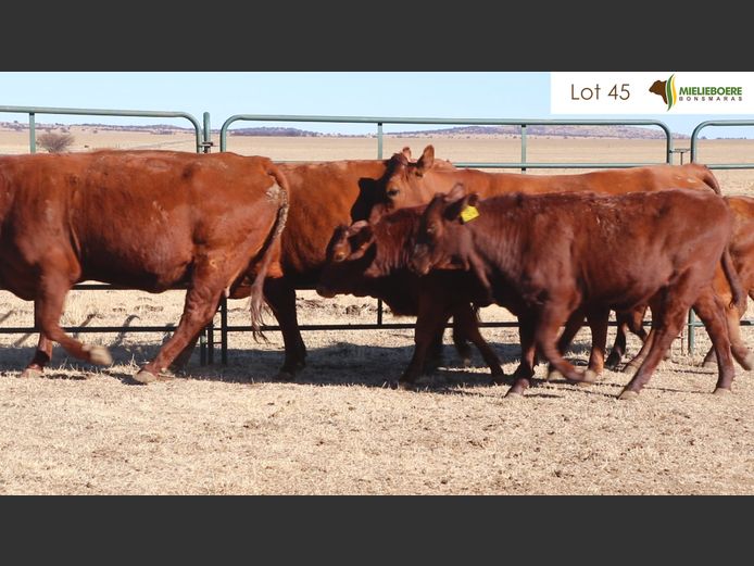 Kommersiële Vroulike Diere