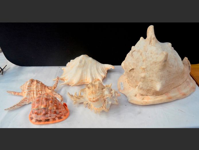 SEASHELLS: GIANT HORNED HELMET CONCH, LAMBIS, etc