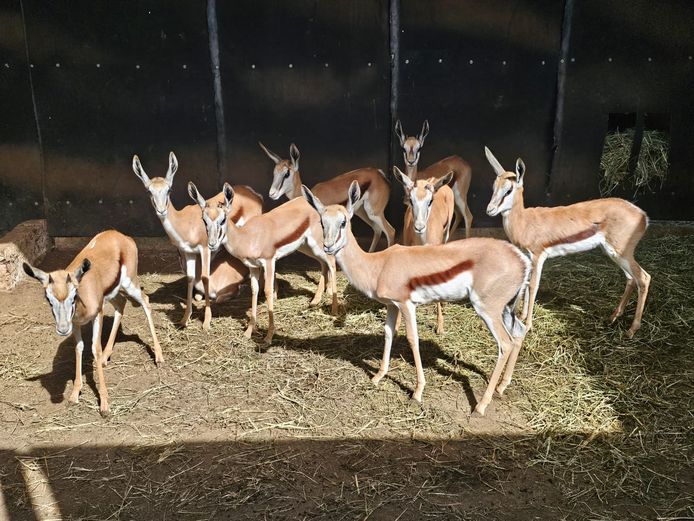 SPRINGBUCK | HELICON