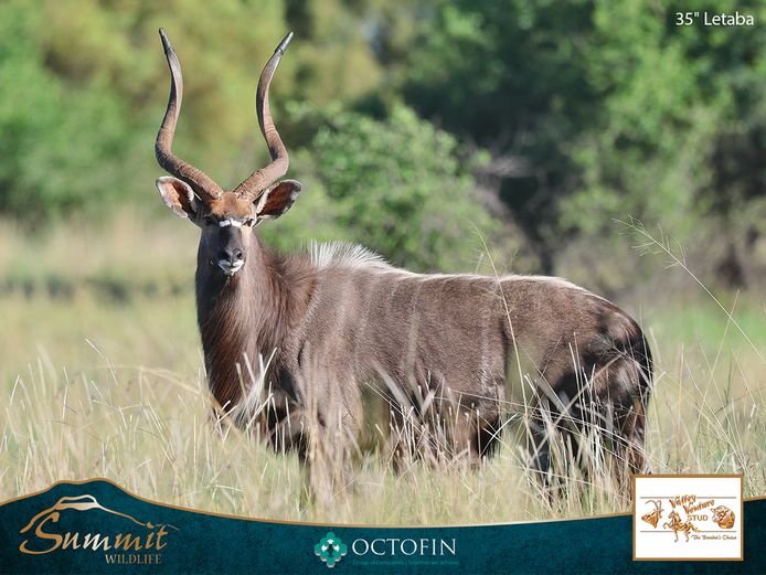 NYALA EWES RW 35" “LETABA“