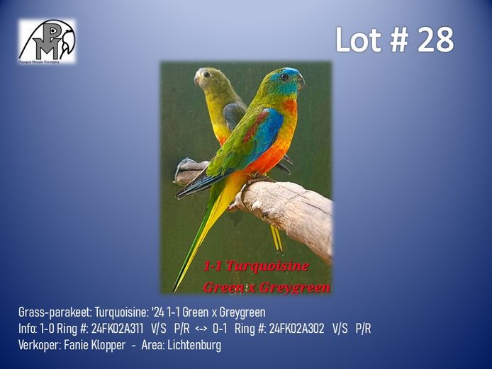 1-1 '24 Grass-parakeet: Turquoisine: Green x Greygreen - Fanie Klopper