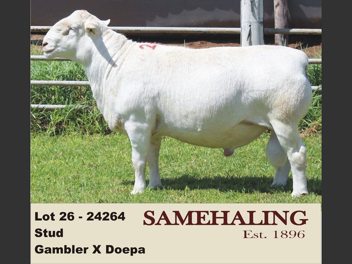 24264-331 | SAMEHALING  WIT DORPERS