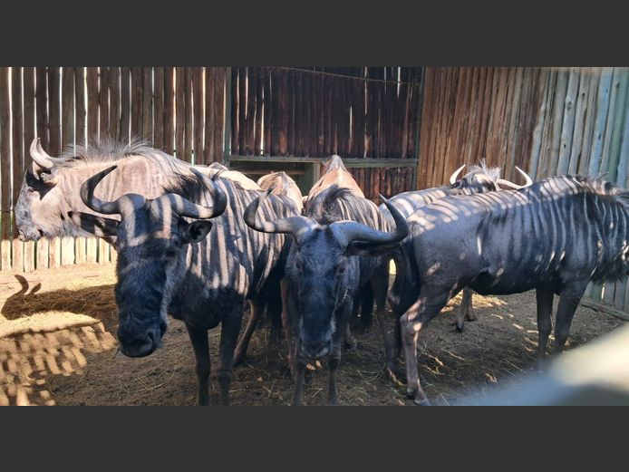 Blouwildebees | Amanzi 