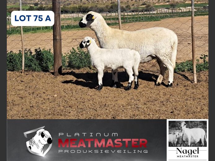NM24 3097 | Hein Nagel - Nagel Meatmasters, Ladismith WK