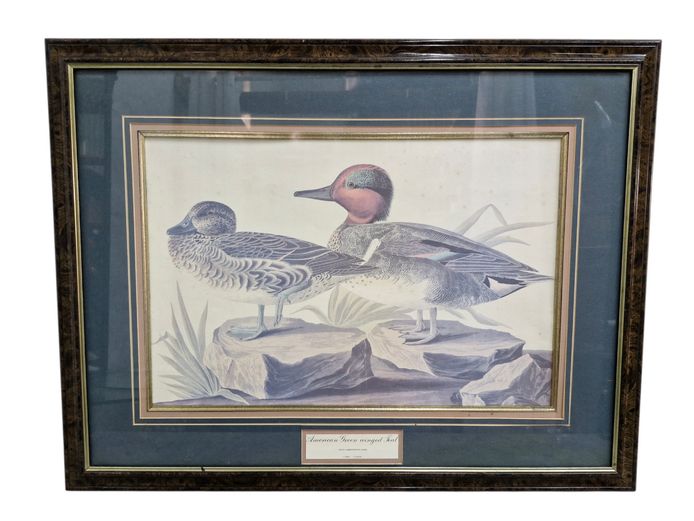 Framed Art Print "American Green-Winged Teal"