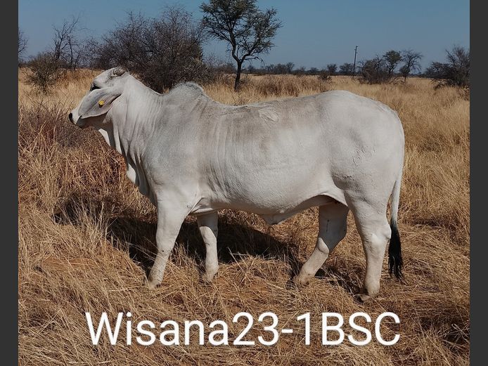 23-0001BSC | WISANA BRAHMAN