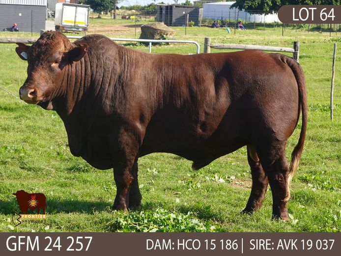 GFM 240257 | MEYER BONSMARAS