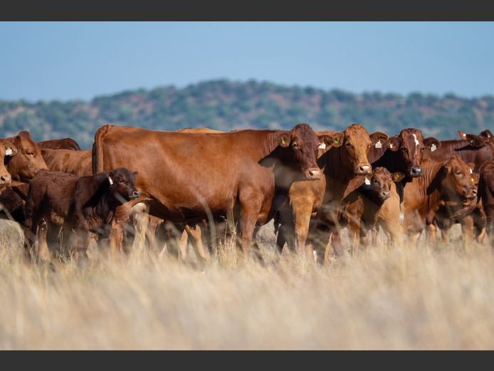 Commercial Animals