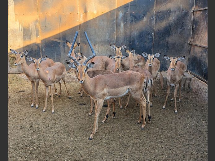 Potential Animals On Auction