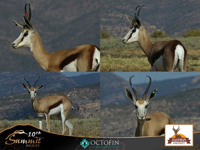 11"+ Damara Springbok Ewes running with 18-19"+ Rams