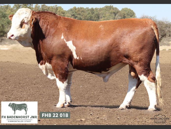 FHB2218 | FH BADENHORST