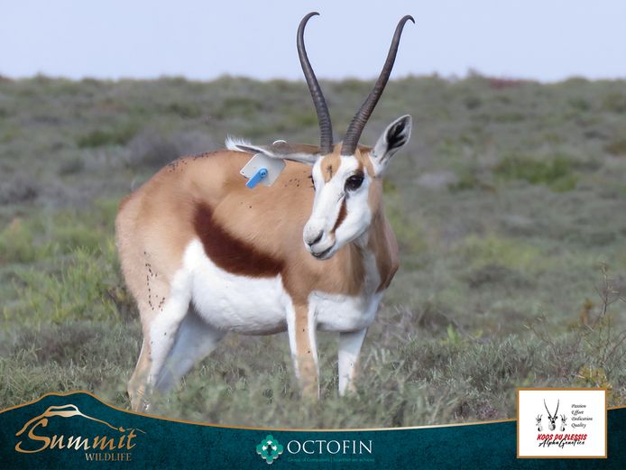 14 6/8" DAMARA SPRINGBOK EWE RW 19" RAM