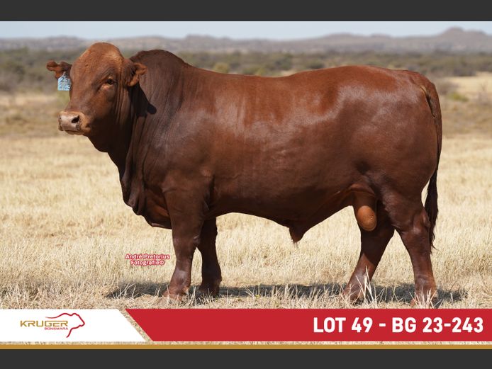 BG230243 | KRUGER BOERDERY