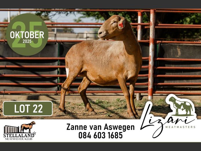 LZR161 | Lizari Meatmasters