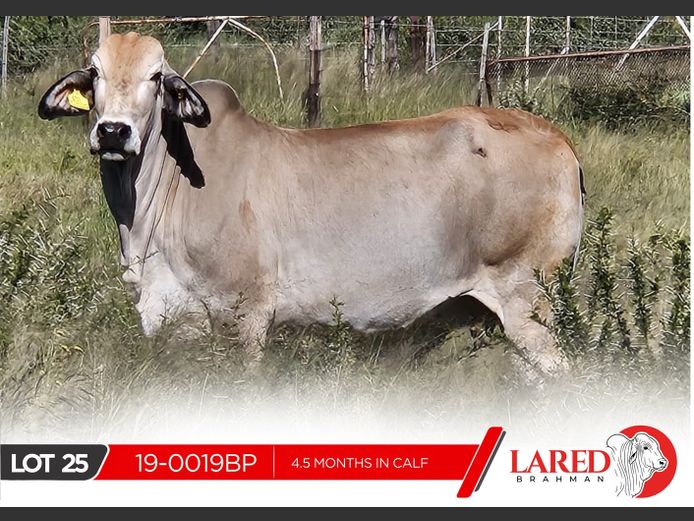 19-0019BP | LARED BRAHMAN
