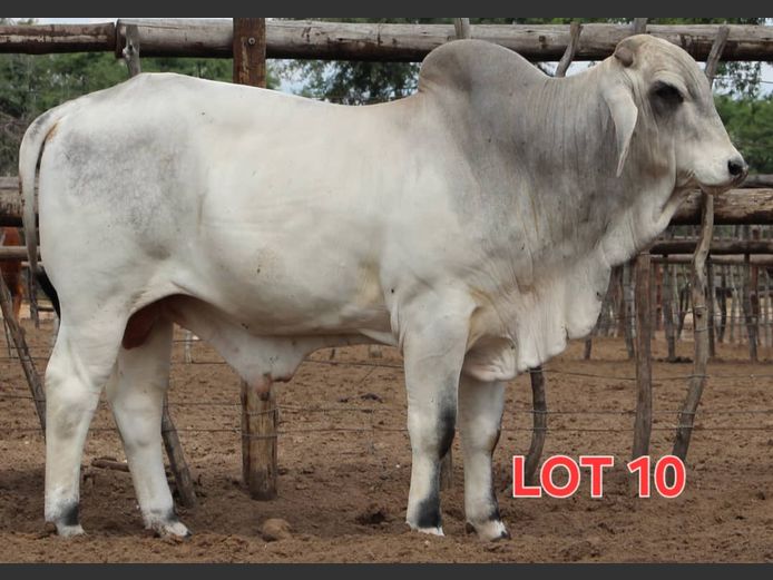 WHITE BRAHMAN - BULL