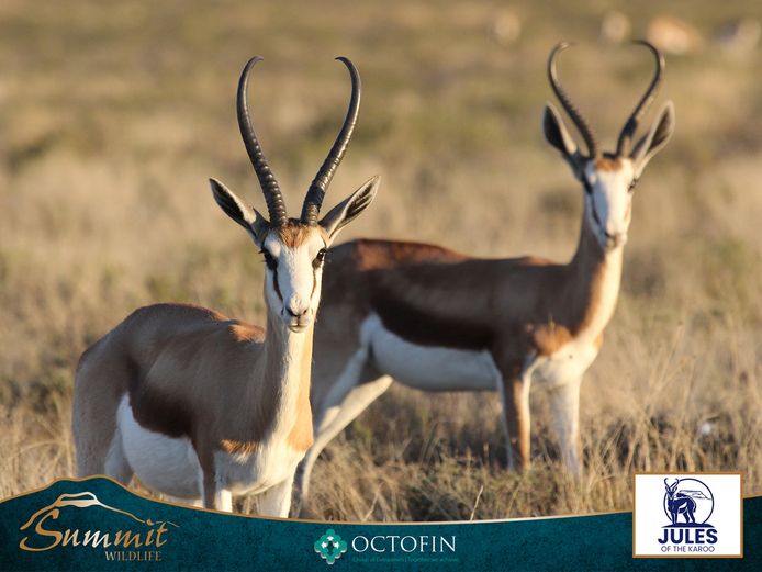 14" SPRINGBOK EWES RUNNING WITH 20" RAMS
