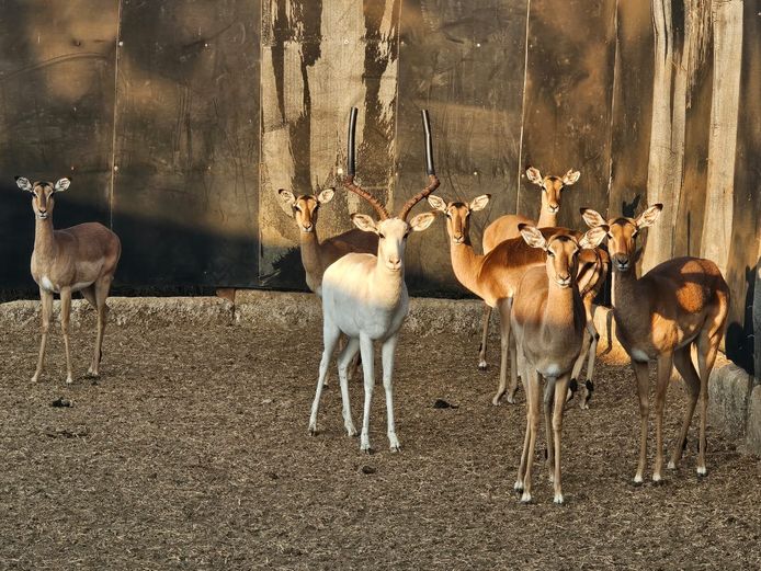 IMPALA | BIG HORN