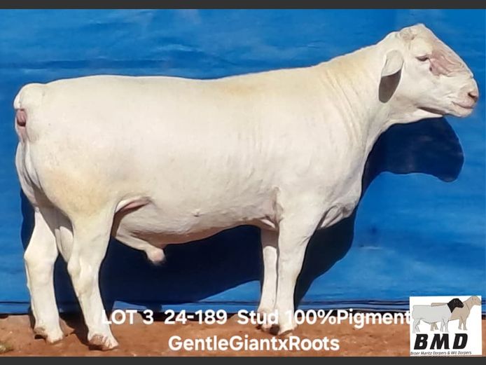 24-189 | BROER MARITZ DORPERS