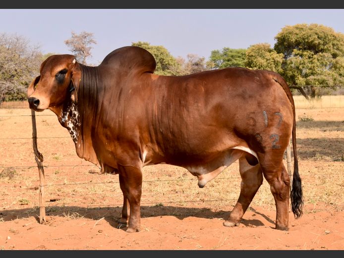 22-0517GB | RUMBA BRAHMANE