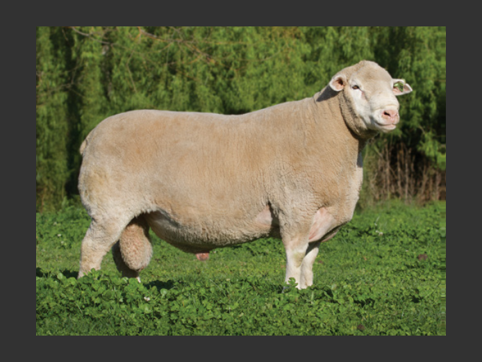 SEMEN | SL 200011 | EKSTEEN’S HATARI DORMER STUD