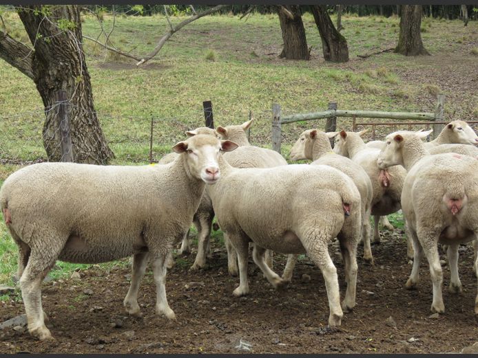 Commercial Ewes | UMPUKANE DORMERS