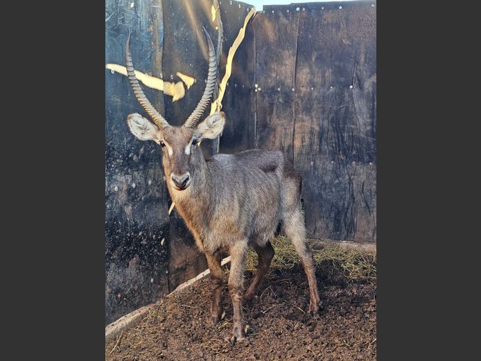 WATERBUCK | DOLLIS HILL