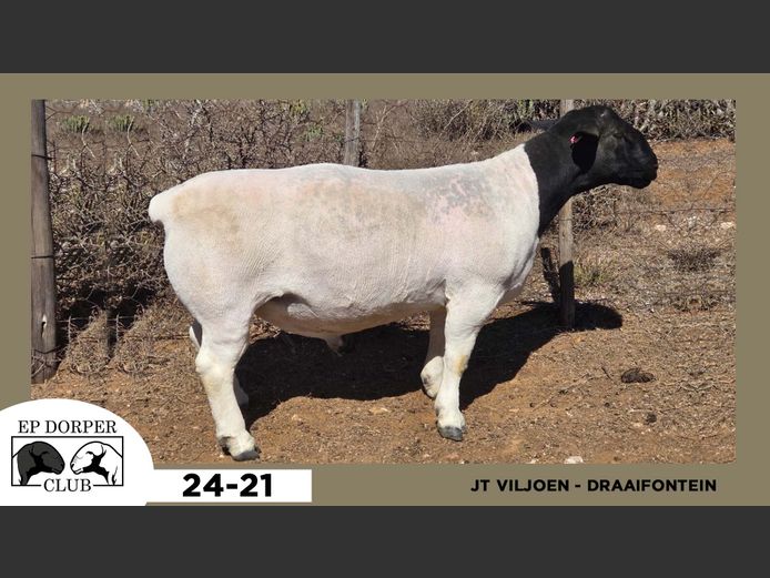 24-21  |  JT VILJOEN - DRAAIFONTEIN