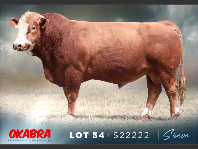 S22222 | OKASIM SIMMENTALERS