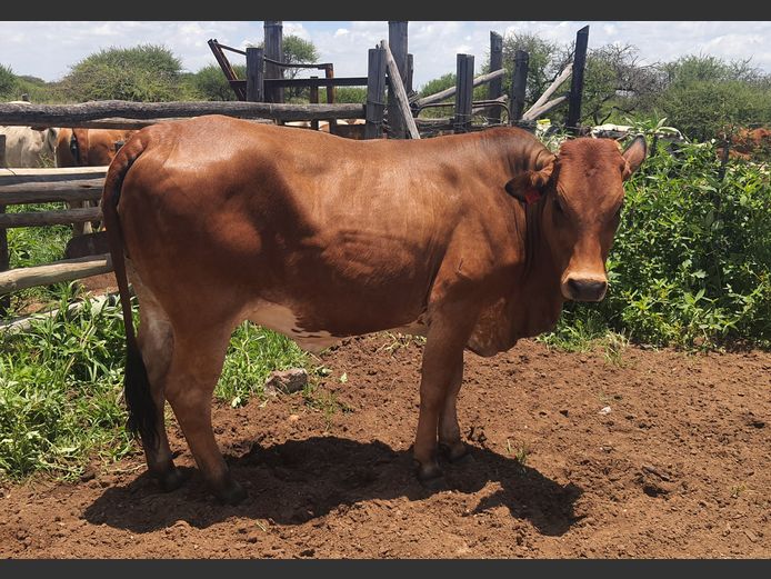 Commercial Animals | BOTHMA NGUNIS (BORGUNI)