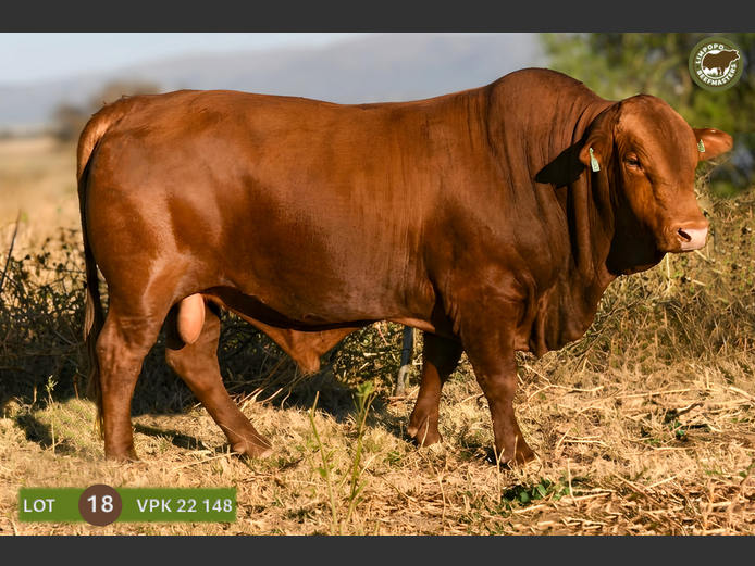 VPK220148 | WENKOR BEEFMASTERS