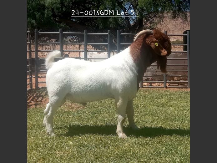 24-0016 GDM | AUKAM BOER GOATS